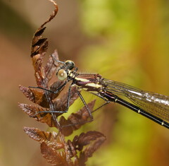 Austroargiolestes calcaris