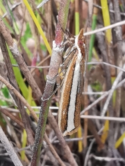 Corynophora lativittalis