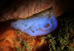 Aplidium