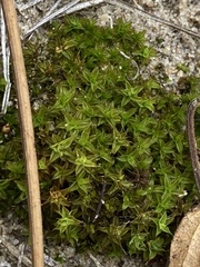 Syntrichia