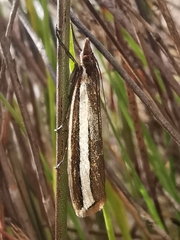Corynophora lativittalis