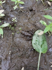 Lithobates clamitans