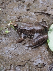Lithobates clamitans