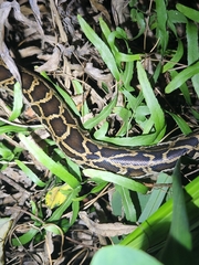 Python bivittatus