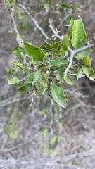 Celtis pallida