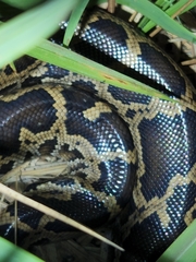 Python bivittatus