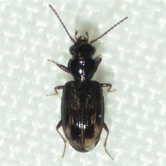 Bembidion