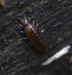 Trichoniscidae