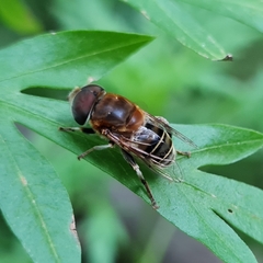 Palpada mexicana