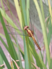 Erythrodiplax famula