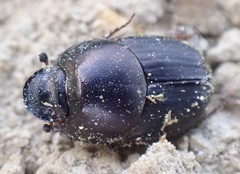 Onthophagus