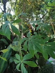 Cleome gigantea