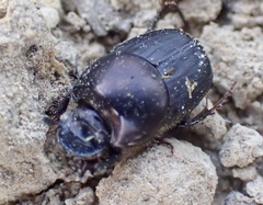 Onthophagus