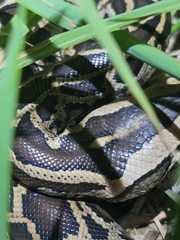 Python bivittatus