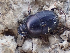 Onthophagus