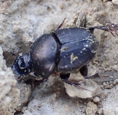 Onthophagus