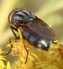 Cochliomyia