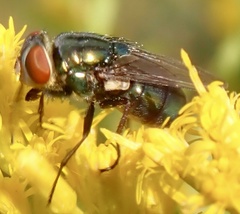 Cochliomyia