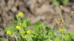 Lachnocephala vellosata