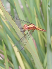 Erythrodiplax famula