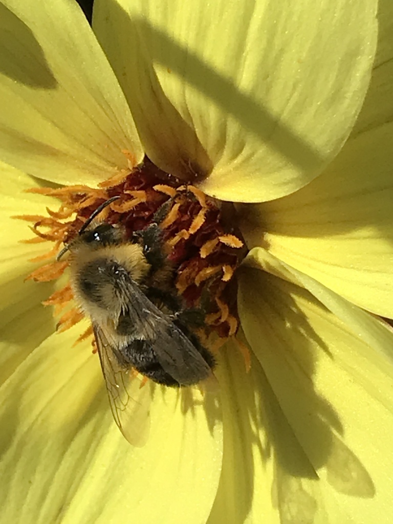 Common Eastern Bumble Bee in October 2022 by riverotters. NATIVE ...