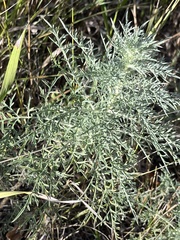 Ambrosia confertiflora