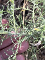 Ambrosia confertiflora