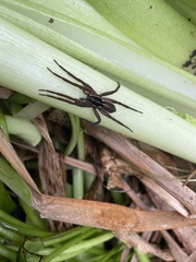 Dolomedes minor