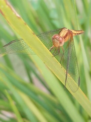 Erythrodiplax famula