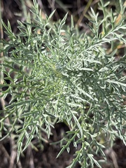 Ambrosia confertiflora