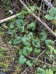 Rubus nivalis