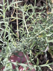 Ambrosia confertiflora