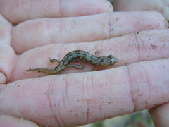 Desmognathus perlapsus