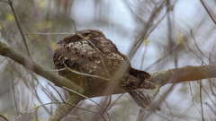Antrostomus vociferus