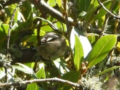 Psaltriparus minimus