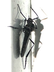 Penthetria heteroptera