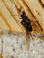 Lasius aphidicola