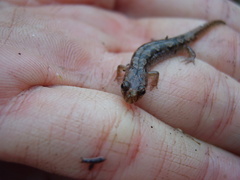Desmognathus perlapsus