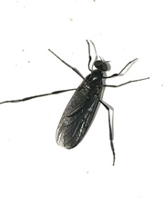 Penthetria heteroptera