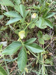Passiflora incarnata × cincinnata