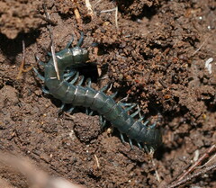 Cormocephalus esulcatus