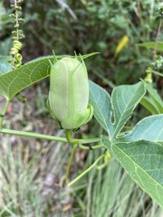 Passiflora incarnata × cincinnata