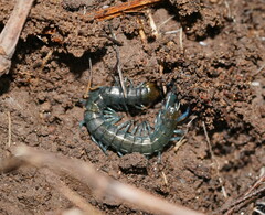 Cormocephalus esulcatus