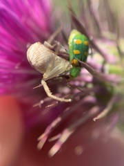 Diabrotica speciosa