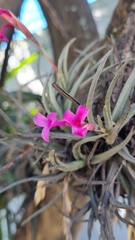 Tillandsia argentina