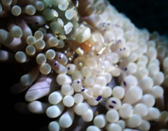 Ancylocaris brevicarpalis