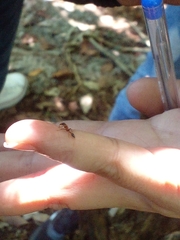 Pseudomyrmex
