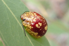 Paropsis maculata