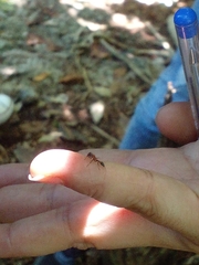 Pseudomyrmex