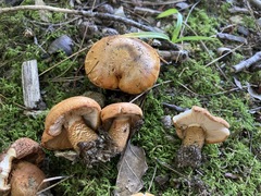 Tricholoma aurantium